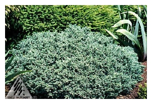 JUNIPERUS squamata 'Blue Star'